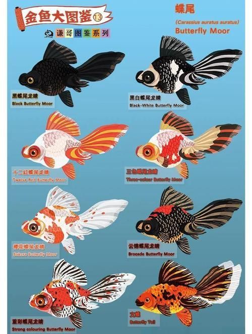 龍睛和蝶尾哪個更受歡迎，龍睛和蝶尾哪個更受歡迎，蝶尾金魚和蝶尾哪個更受歡迎
