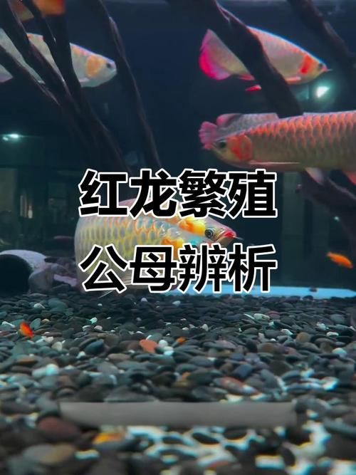 給我一些鑒別真假衡水龍魚的圖片，如何鑒別真假衡水龍魚