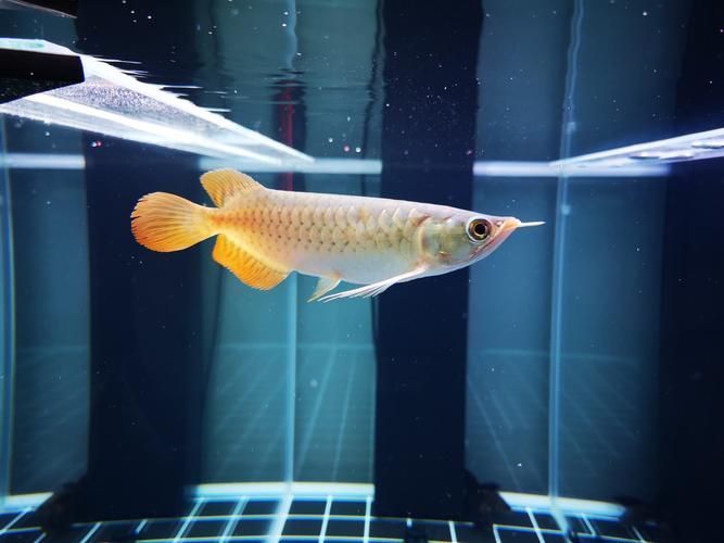 給我一些鑒別真假衡水龍魚的圖片，如何鑒別真假衡水龍魚