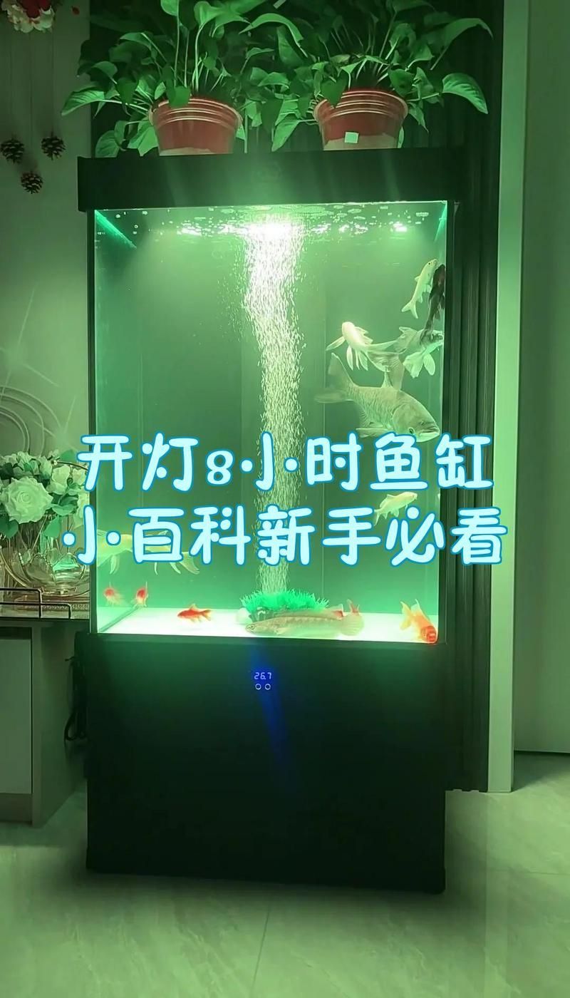 養(yǎng)龍魚晚上關(guān)燈后需要多久開燈？，養(yǎng)龍魚晚上關(guān)燈后需要多久開燈養(yǎng)龍魚晚上關(guān)燈后需要多久開燈