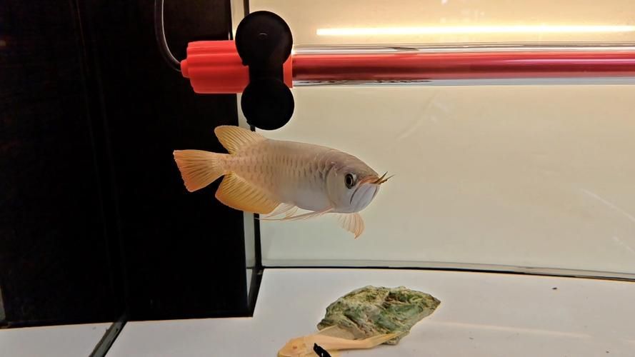 如何安裝和調(diào)整龍魚發(fā)光燈？