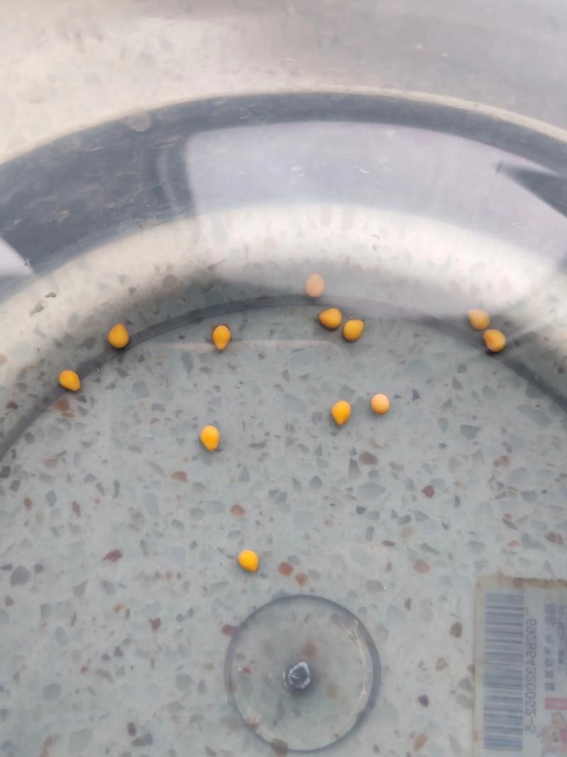 蝴蝶鯉的繁殖方法是什么？，蝴蝶鯉的繁殖技術