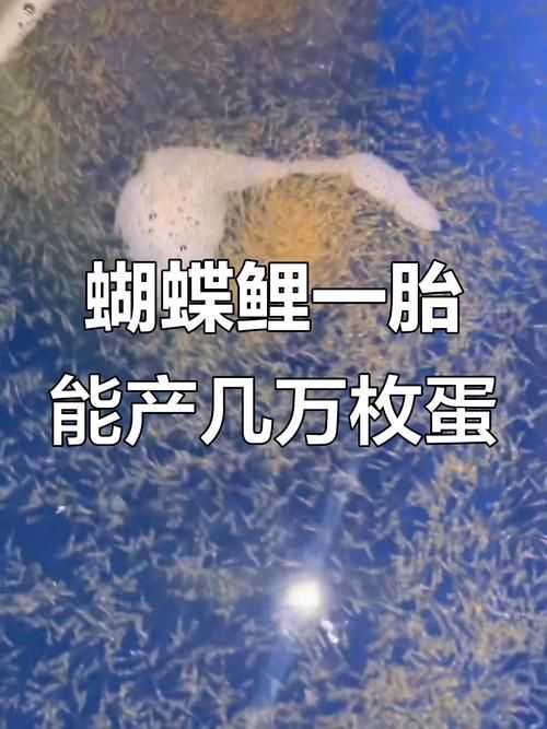 蝴蝶鯉的繁殖方法是什么？，蝴蝶鯉的繁殖技術
