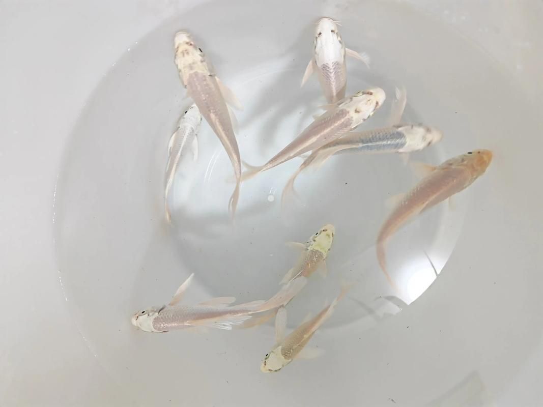 蝴蝶鯉的繁殖方法是什么？，蝴蝶鯉的繁殖技術