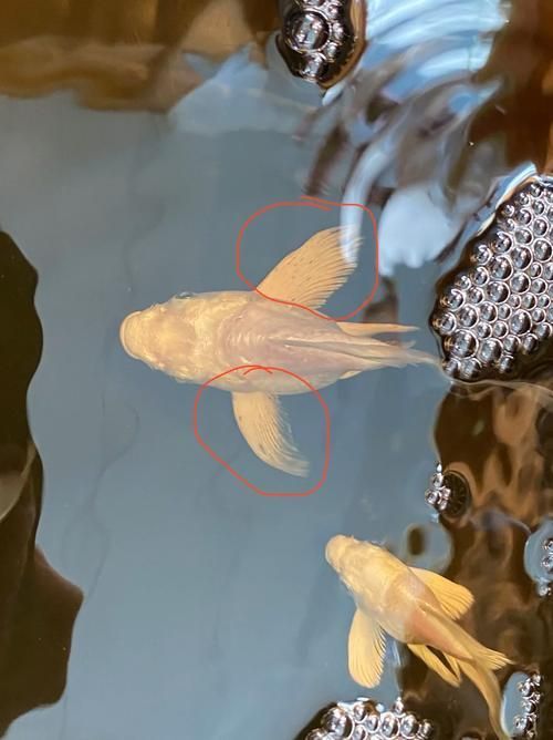 蝴蝶鯉的繁殖方法是什么？，蝴蝶鯉的繁殖技術