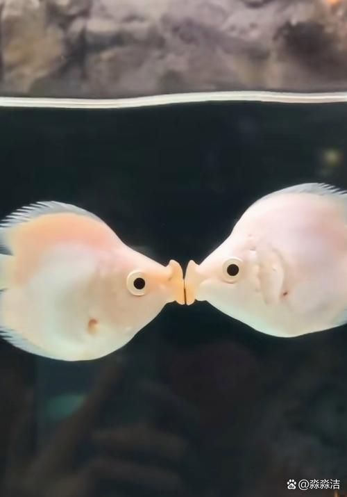 蝴蝶鯉的繁殖方法是什么？，蝴蝶鯉的繁殖技術