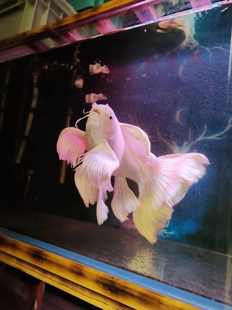 蝴蝶鯉的繁殖方法是什么？，蝴蝶鯉的繁殖技術