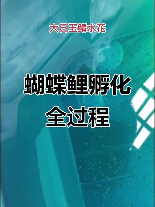 蝴蝶鯉的繁殖方法是什么？，蝴蝶鯉的繁殖技術
