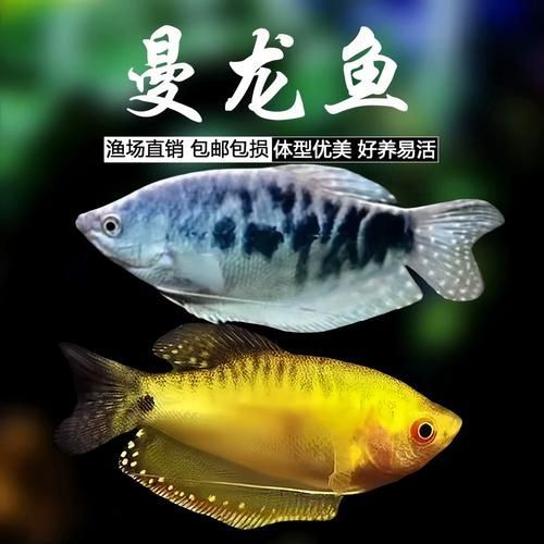 萬龍魚有哪些品種？，“萬龍魚”主要指藍曼龍和黃曼龍兩類，萬龍魚價格是多少