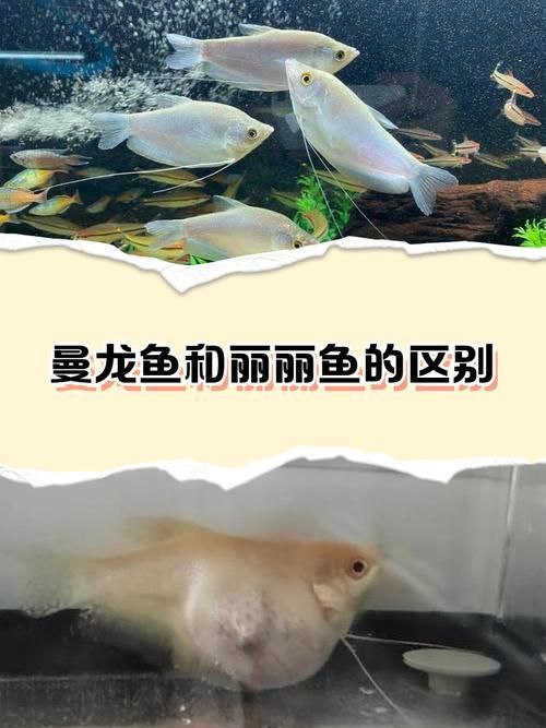 萬龍魚有哪些品種？，“萬龍魚”主要指藍曼龍和黃曼龍兩類，萬龍魚價格是多少