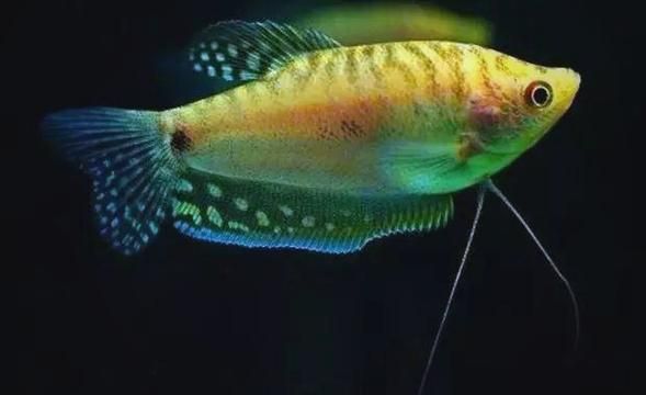 萬龍魚有哪些品種？，“萬龍魚”主要指藍曼龍和黃曼龍兩類，萬龍魚價格是多少