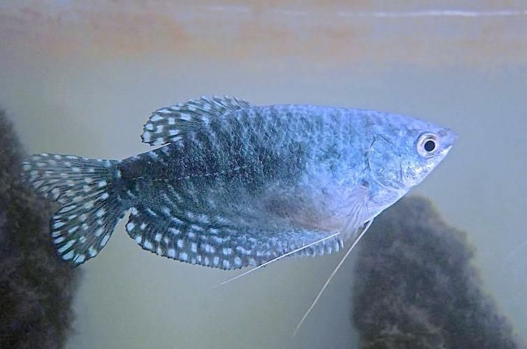 萬龍魚有哪些品種？，“萬龍魚”主要指藍曼龍和黃曼龍兩類，萬龍魚價格是多少