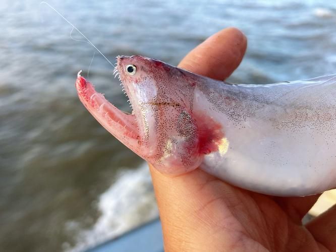 炸海龍魚有哪些營養價值，炸海龍魚有哪些營養價值，