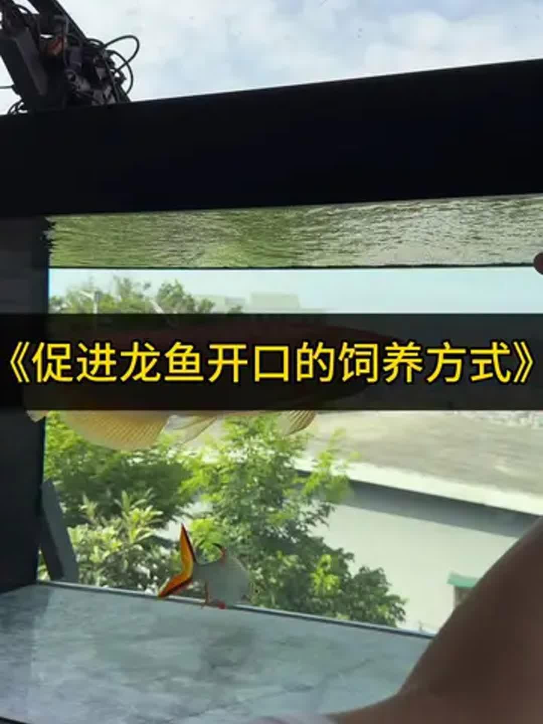 有哪些品牌的龍魚專用益生菌推薦？，龍魚專用益生菌
