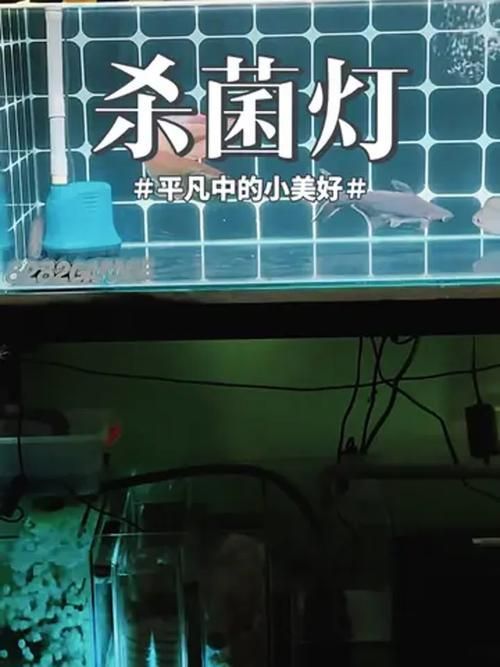 哪些品牌的殺菌燈適合龍魚使用，哪些品牌的殺菌燈適合龍魚使用,龍魚殺菌燈適合龍魚使用