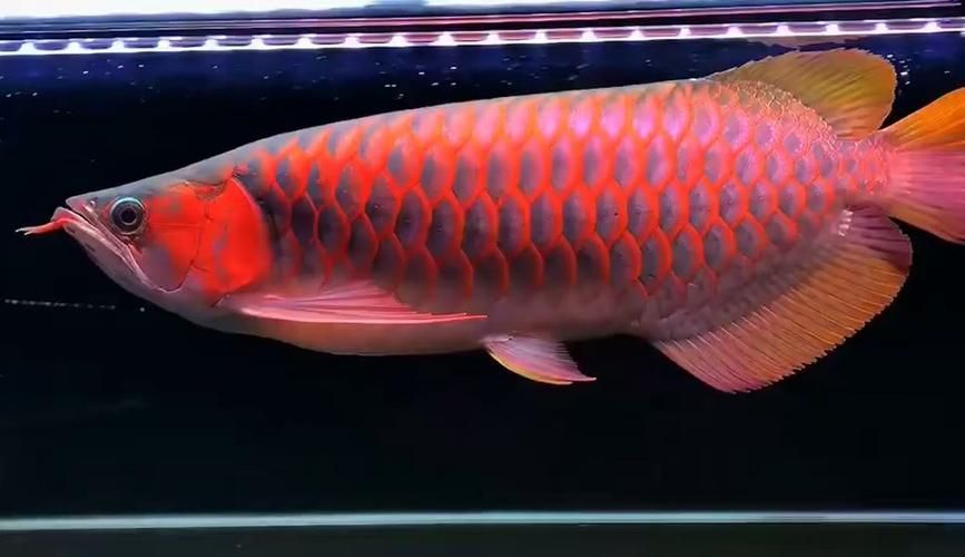 龍王魚(yú)十大排名，關(guān)于龍王魚(yú)十大排名