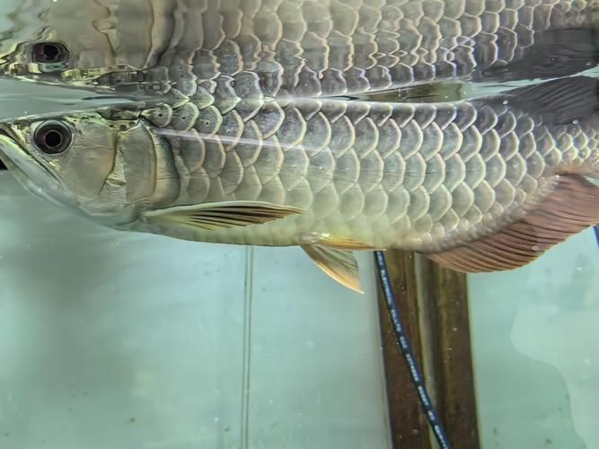 龍魚絕配魚祥龍魚場的位置在哪里？