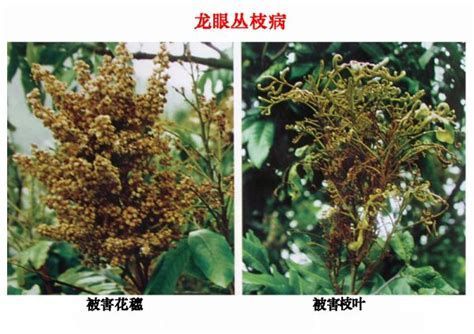 龍睛爛尾最簡單三個征兆，龍睛爛尾最簡單三個征兆，龍眼爛尾（爛果）簡易診斷指南