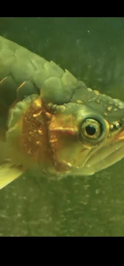 龍魚(yú)細(xì)菌感染癥狀圖片，如何預(yù)防龍魚(yú)細(xì)菌感染