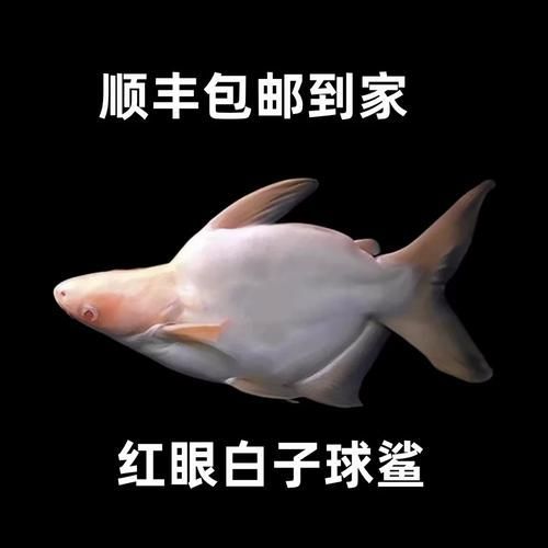 白子球鯊魚的價格是多少？，白子球鯊魚價格是多少白子球鯊魚的價格是多少