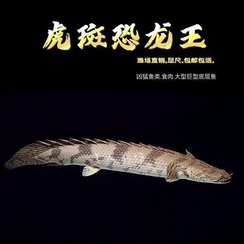 如何判斷虎斑恐龍魚是否受驚？