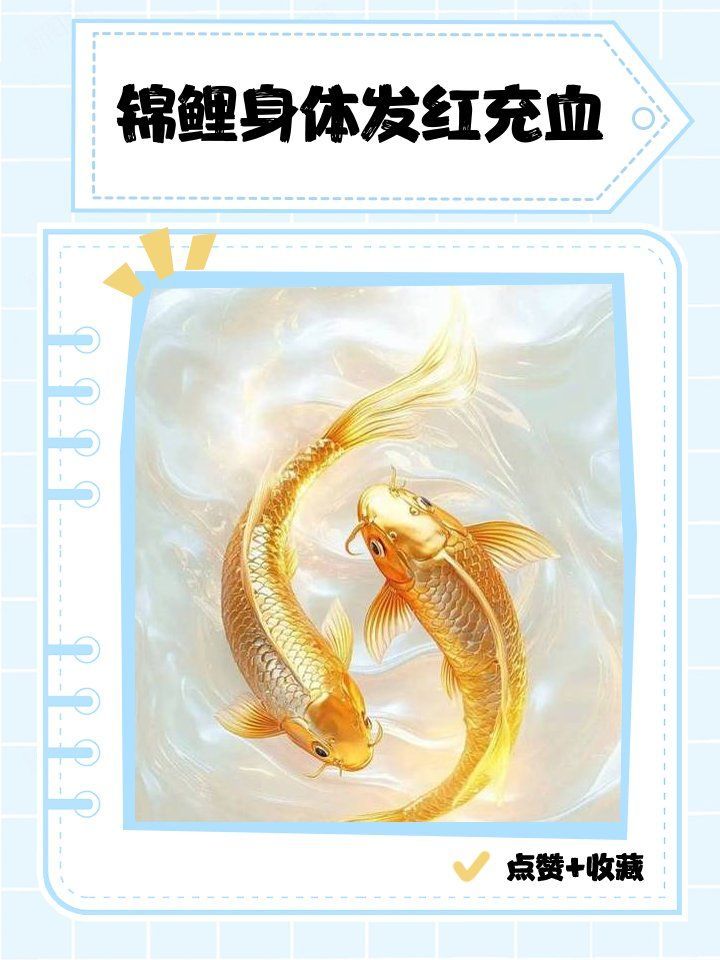 錦鯉魚鱗發紅充血有哪些治療方法，錦鯉魚鱗發紅充血怎么辦