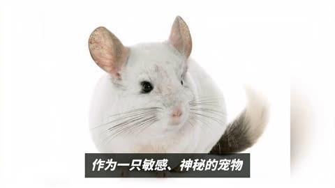 龍貓和貓哪個更需要護理，龍貓和貓的護理需求不同，龍貓和貓哪個更需要護理