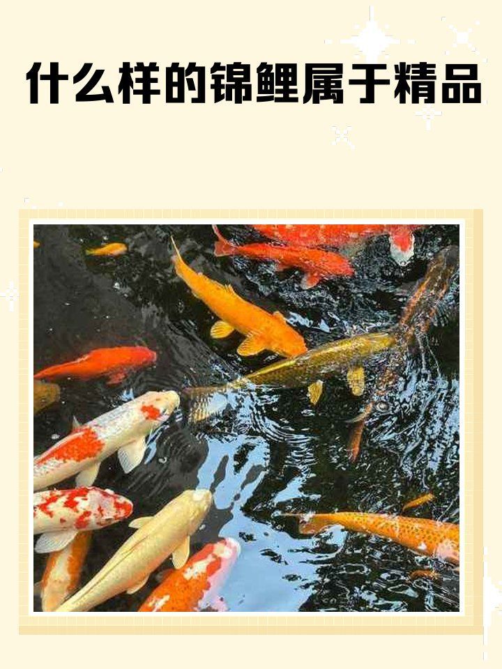 錦鯉哪個品種最好，紅白錦鯉哪個品種最好，紅白錦鯉哪個品種最有收藏價值