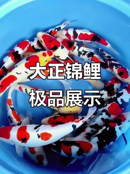 錦鯉哪個品種最好，紅白錦鯉哪個品種最好，紅白錦鯉哪個品種最有收藏價值