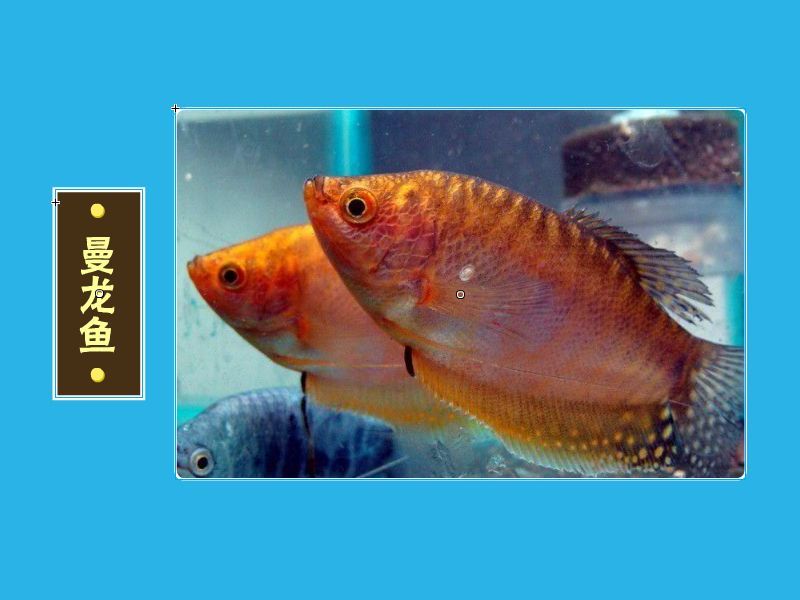 有哪些魚類與曼龍魚習性相似，與曼龍魚習性相似的魚類