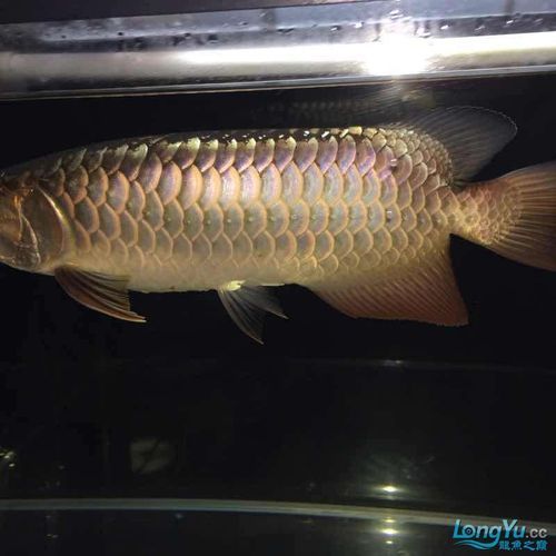 紫底過背金龍魚哪個品系最珍貴，紫底過背金龍魚哪個品系最珍貴紫底過背金龍魚哪個品系最珍貴