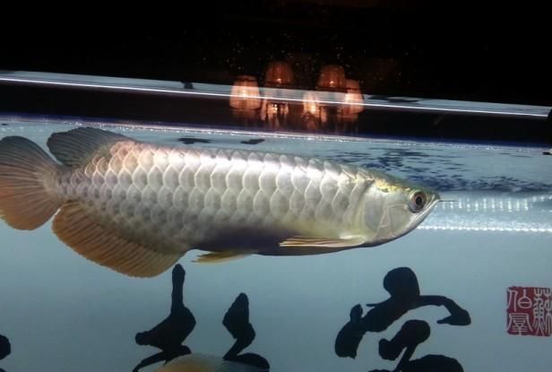 紫底過背金龍魚哪個品系最珍貴，紫底過背金龍魚哪個品系最珍貴紫底過背金龍魚哪個品系最珍貴
