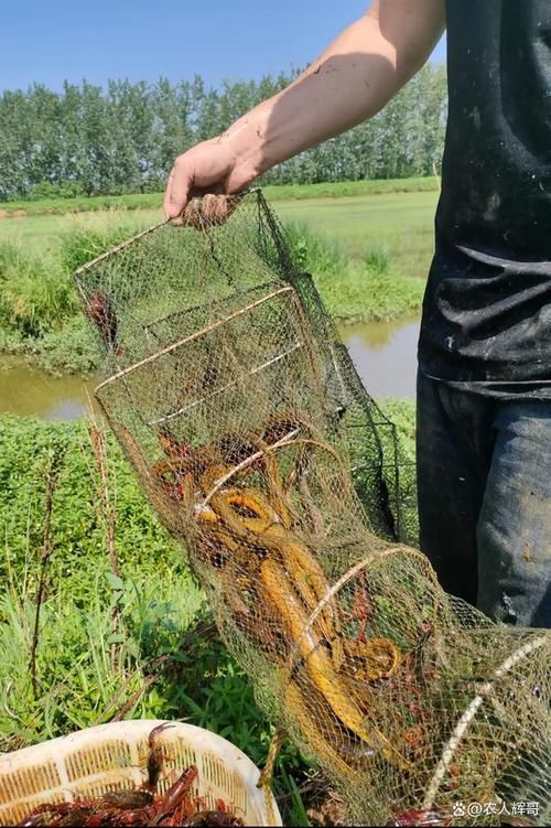 給我推薦幾款性價(jià)比高的魚籠，性價(jià)比最高的魚籠推薦