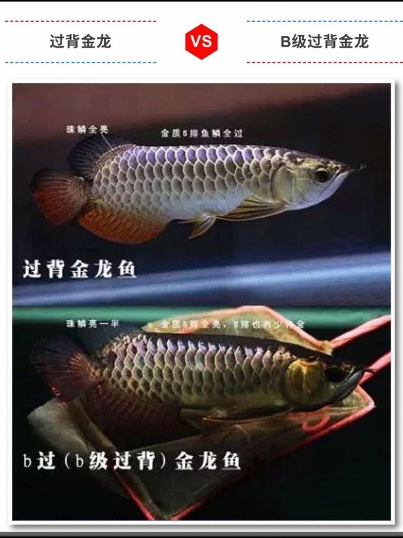 如何判斷B過背金龍魚的品質，判斷b過背金龍魚的品質可以從以下幾個方面進行：