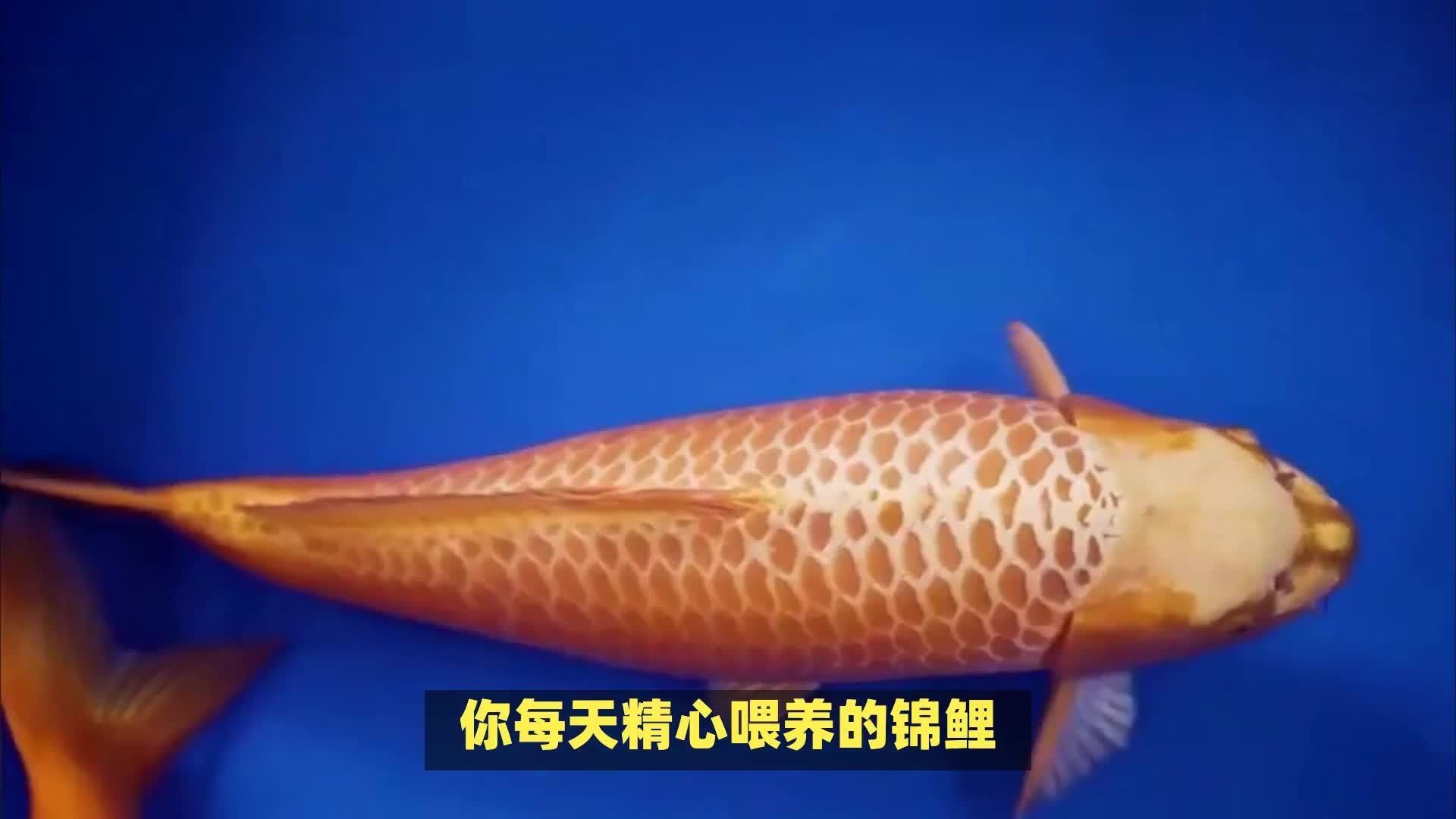 如何通過飼料增強觀賞魚色彩，如何通過飼料增強觀賞魚色彩,有哪些觀賞魚適合用飼料增色