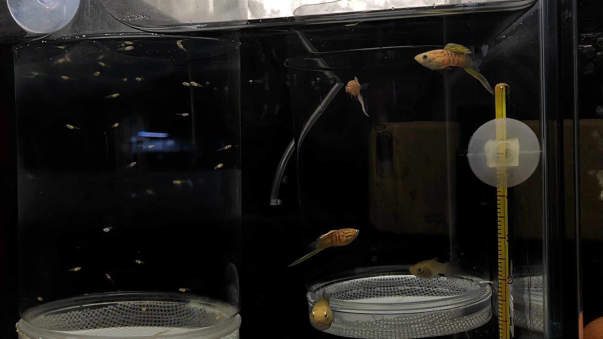 魚爛身爛尾能自愈嗎，金魚尾巴爛了能不能自愈，關(guān)鍵看“爛到什么程度”和“有沒(méi)有及時(shí)干預(yù)”