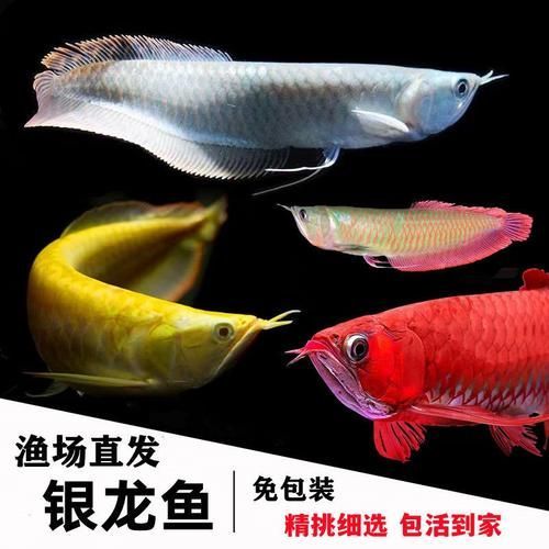 有哪些常見的七彩銀龍魚品系，七彩銀龍魚與七彩銀龍魚品系的區別