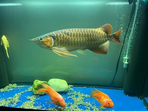 有哪些常見的七彩銀龍魚品系，七彩銀龍魚與七彩銀龍魚品系的區別