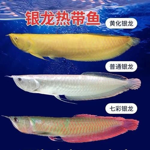 有哪些常見的七彩銀龍魚品系，七彩銀龍魚與七彩銀龍魚品系的區別