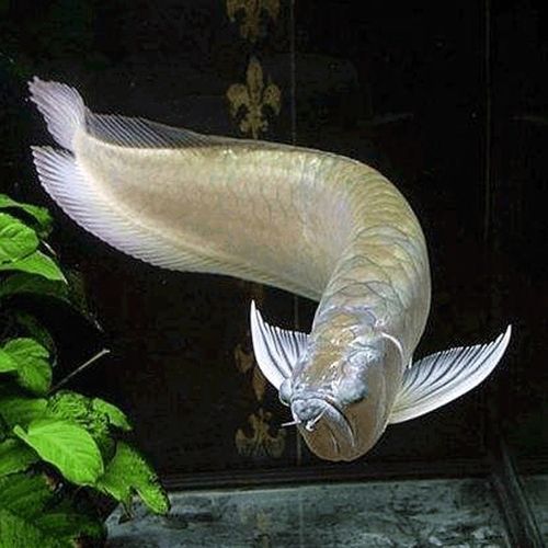 有哪些常見的七彩銀龍魚品系，七彩銀龍魚與七彩銀龍魚品系的區別
