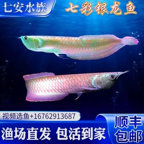 有哪些常見的七彩銀龍魚品系，七彩銀龍魚與七彩銀龍魚品系的區別
