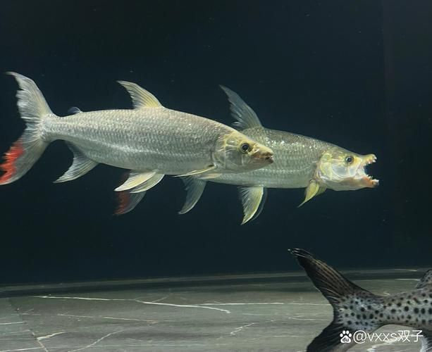 如何延長白金猛魚的壽命？，如何延長白金猛魚壽命