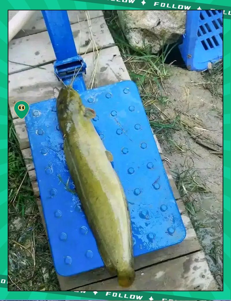 如何預(yù)防魚爛身的發(fā)生，如何預(yù)防魚爛身