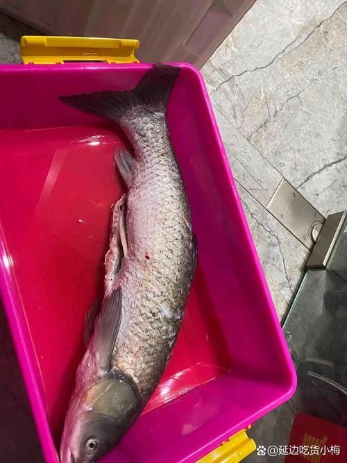 大化龍魚的價(jià)格走勢(shì)如何？，大化龍魚價(jià)格走勢(shì)如何判斷大化龍魚的價(jià)格走勢(shì)如何