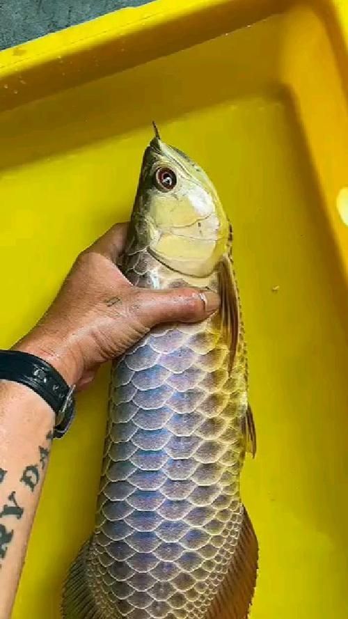 給我一些古典黑底和古典藍底金龍魚的圖片，古典藍底金龍魚，古典黑底金龍魚