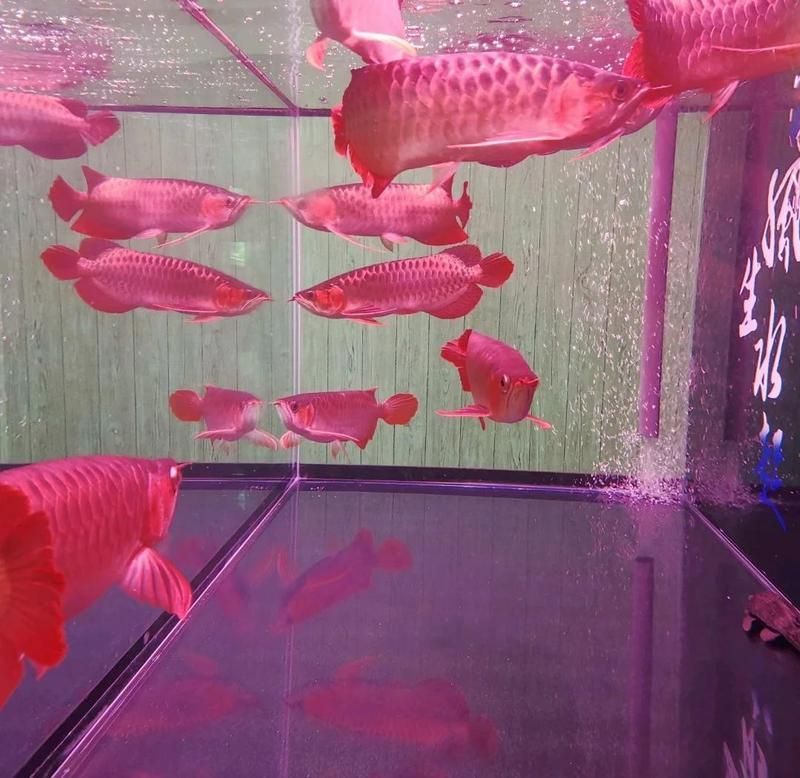 如何選擇適合魚缸的LED照明？，亞克力魚缸定制魚缸led燈推薦與選購指南