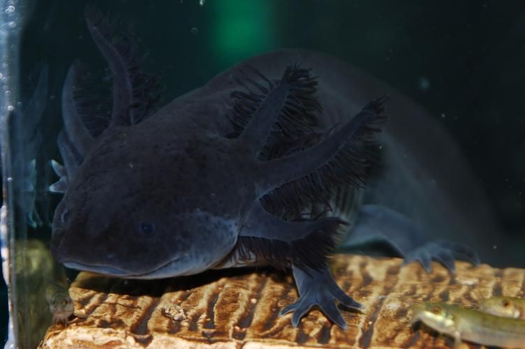 如何正確飼養六腳恐龍魚？，墨西哥鈍口螈（ambystomamexicanum）“六腳恐龍魚”
