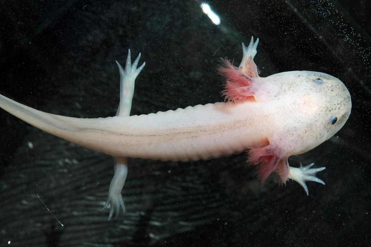 如何正確飼養六腳恐龍魚？，墨西哥鈍口螈（ambystomamexicanum）“六腳恐龍魚”