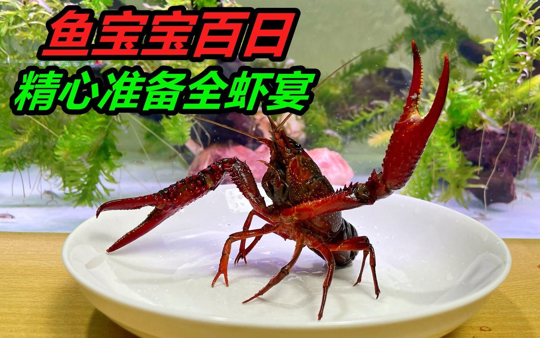 如何正確飼養六腳恐龍魚？，墨西哥鈍口螈（ambystomamexicanum）“六腳恐龍魚”