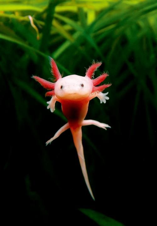 如何正確飼養六腳恐龍魚？，墨西哥鈍口螈（ambystomamexicanum）“六腳恐龍魚”